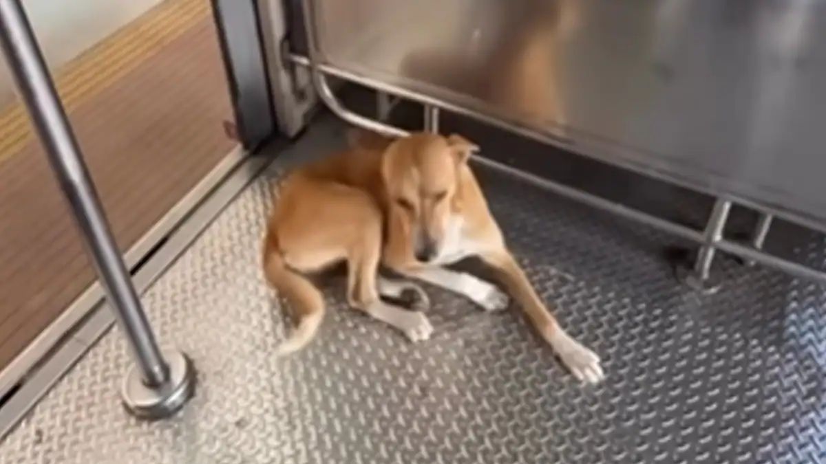 dog-travells-on-mumbai-local-daily-for-commute-internet-cant-stop-adoring-watch
