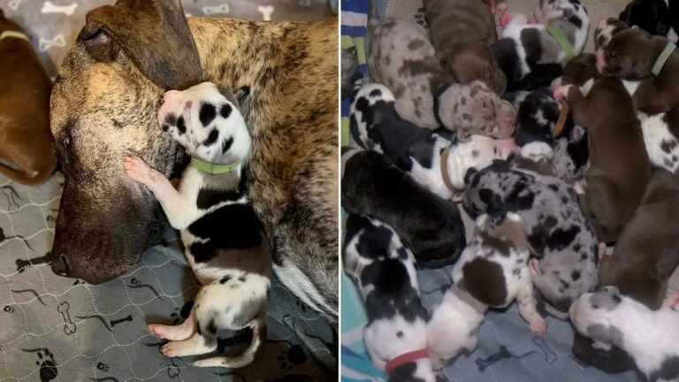 Great Dane 21 Puppies: Great Dane in Virginia Gives Birth to 21 Puppies in 27 Hours