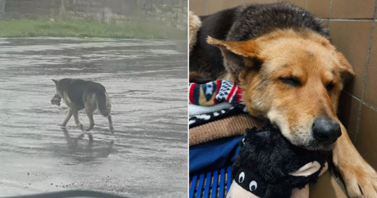Heartbreaking Rescue: German Shepherd Found Alone In The Rain Holding A Stuffed Animal