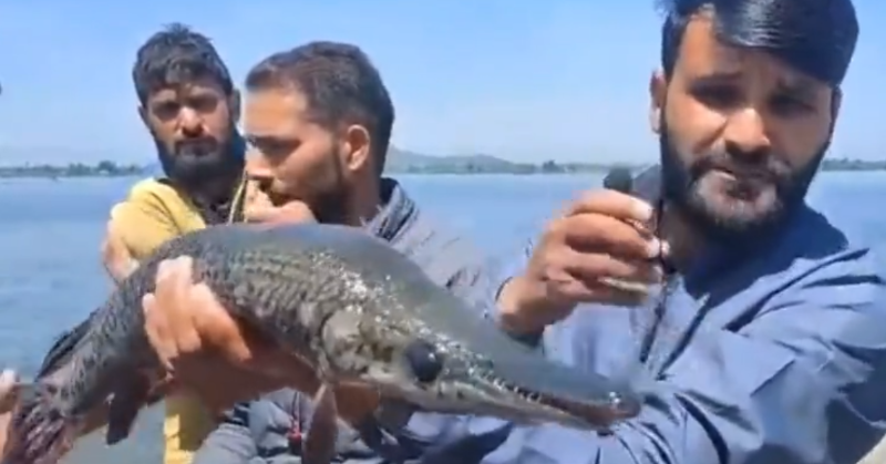 Learn why scientists are concerned about the discovery of an alligator fish in Kashmir's Dal Lake