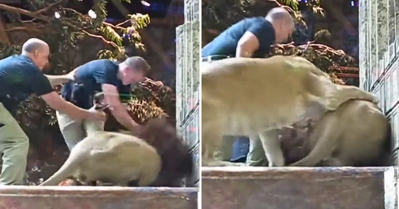 Lioness calms an angry lion after it tries to attack the zookeeper in a viral video