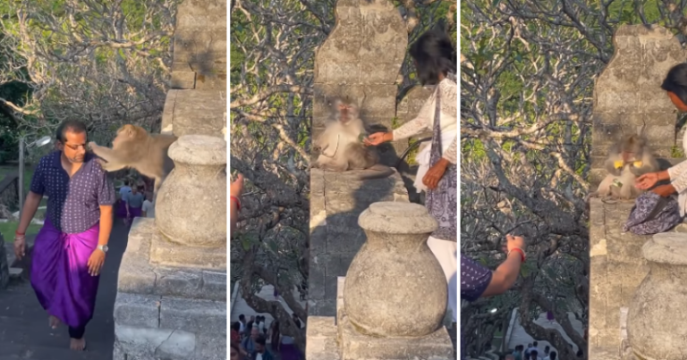 Resourceful woman recovers glasses from a curious monkey, the Internet applauds her intelligence