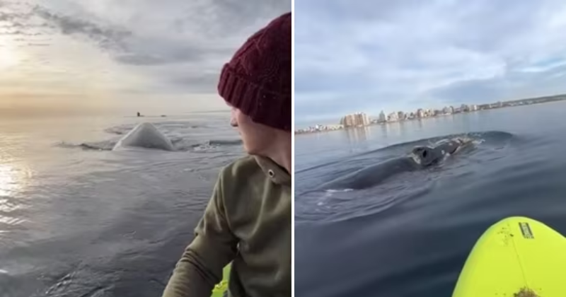 Terrifying encounter: Man narrowly escapes as whale closes in on him, watch the video here