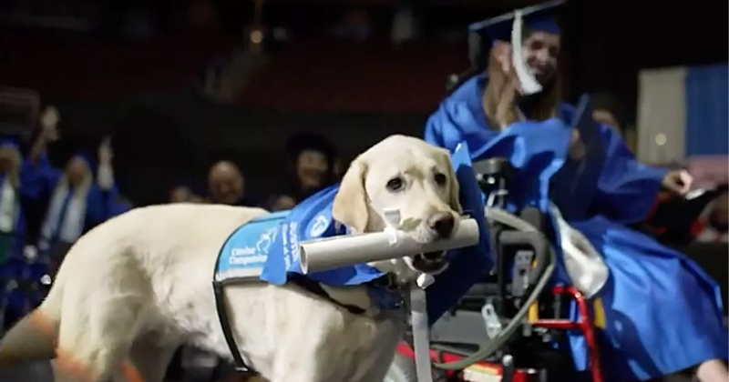 Unforgettable Moment: Service Dog Honored with Diploma at US University Graduation Ceremony