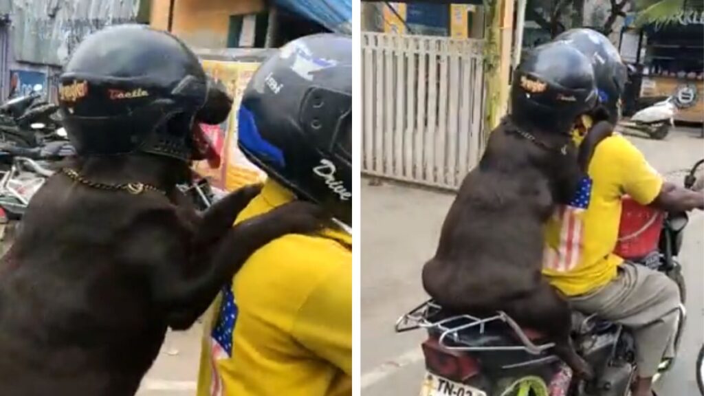 Video of dog riding bike wearing helmet goes viral, netizens say ...