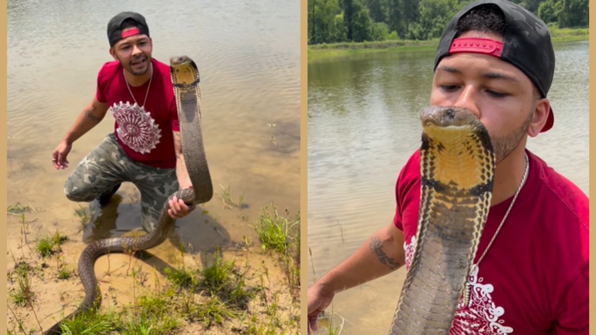 Viral Video: Reptile Enthusiast Kissing King Cobra Leaves Netizens Baffled |  Look