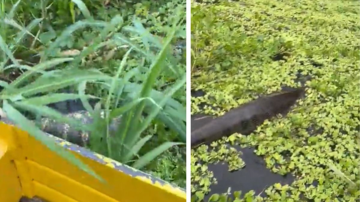 viral-video-person-on-boat-spots-giant-anaconda-in-pond-netizens-baffled
