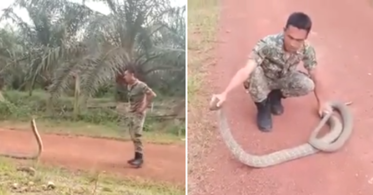 Watch Fearless Man’s Amazing Encounter With A Giant Cobra In This Viral Video