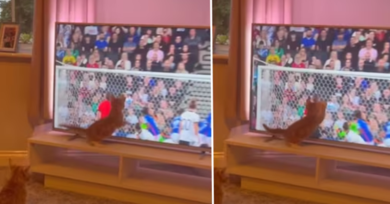 Cat transforms into a ‘goalkeeper’ while watching a football game on TV