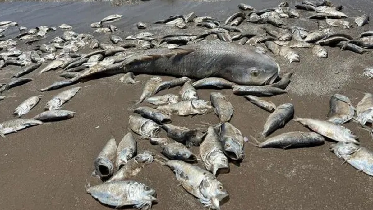 Dead Fish Texas Gulf Coast: 10 Thousands of Dead Fish Washed Up