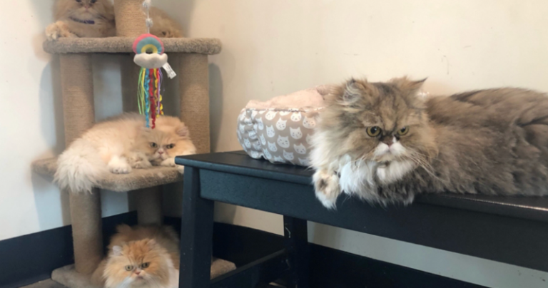 Florida Woman Leaves Rs 2.4 Cr Estate To Her 7 Persian Cats;  Causing a high demand for adoption