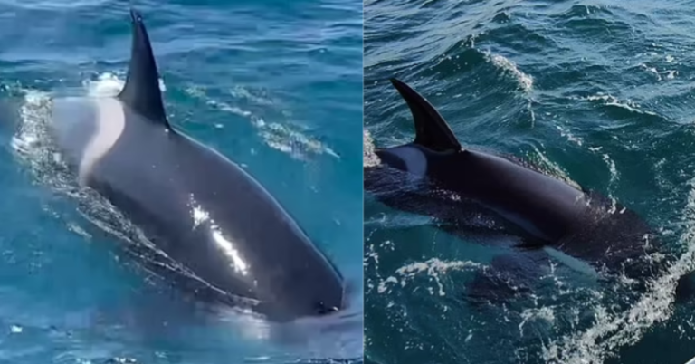 Heart-stopping moment: 3 killer whales hit and chew the Ocean Race ship