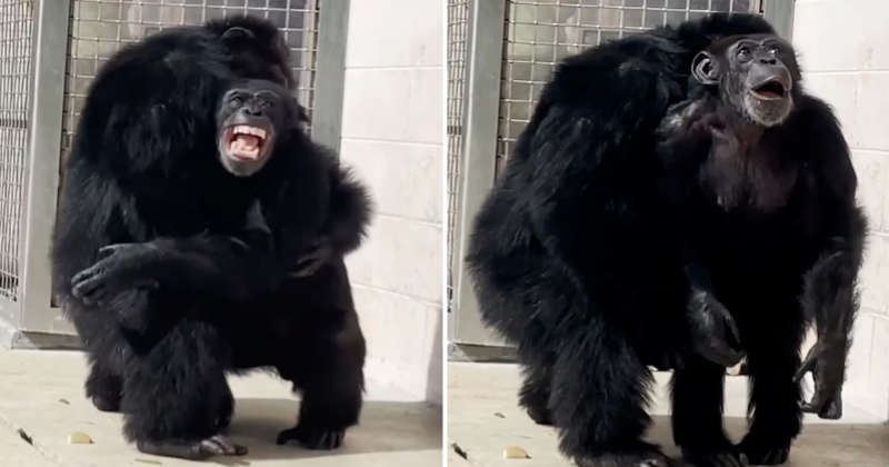 Heartwarming moment: 28-year-old chimpanzee sees the sky for the first time after a life in captivity
