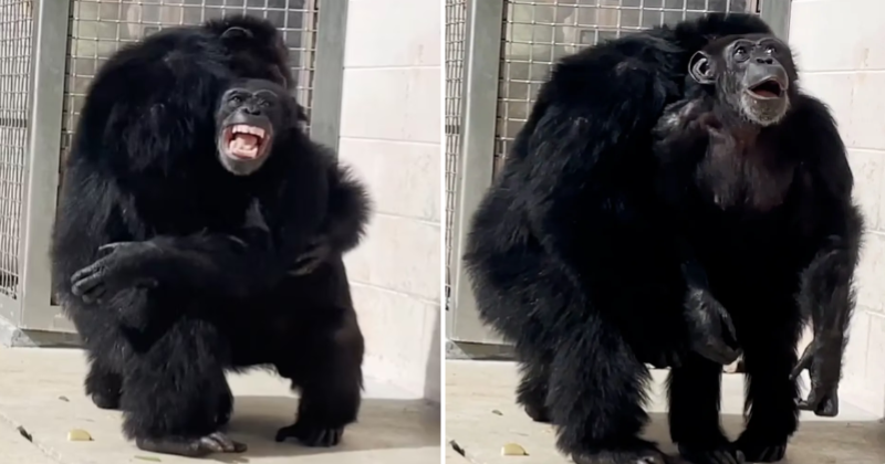 Heartwarming moment: 28-year-old chimpanzee sees the sky for the first