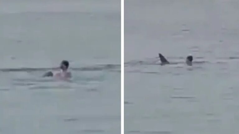 Hurghada Shark Attack Video, Graphic Shows Tiger Shark Attack On Man Swimming In Sea