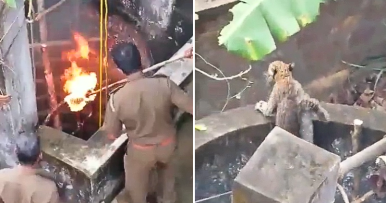 Karnataka Villagers Rescue Leopard Trapped In Well With ‘Fire Jugaad’, Video Goes Viral