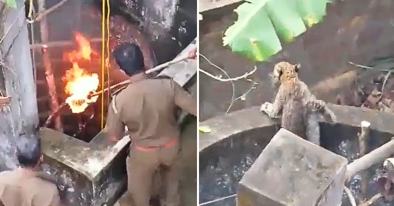 Karnataka Villagers Rescue Leopard Trapped In Well With 'Fire Jugaad', Video Goes Viral