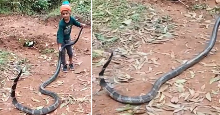 Kid’s Fearless Act with huge King Cobra goes viral and leaves the Internet in awe