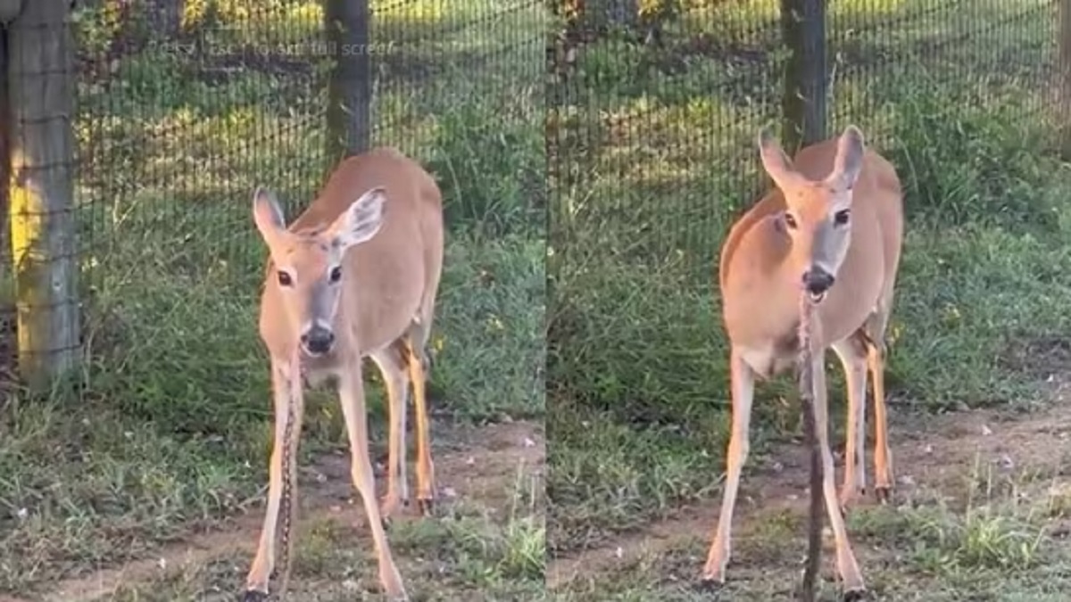 LOOK: The viral video Deer Eating Snakes leaves netizens in disbelief
