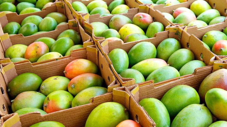 mango-lover-most-expensive-mangoes-from-around-the-world-that-will-leave-your-jaws-dropped
