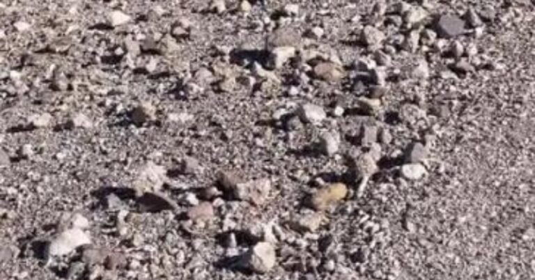 Optical Illusion Challenge: Find the Rabbit Hidden in the Ground in 10 Seconds