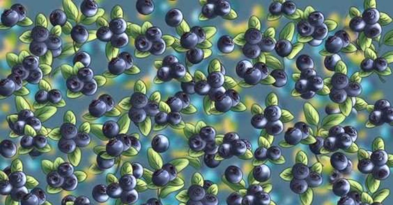 Optical Illusion IQ Test: Find the ant hidden among the blueberries in 9 seconds
