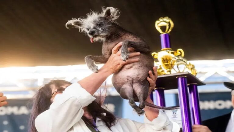 See: The ugliest dog in the world, who won the ugliest dog of 2023?