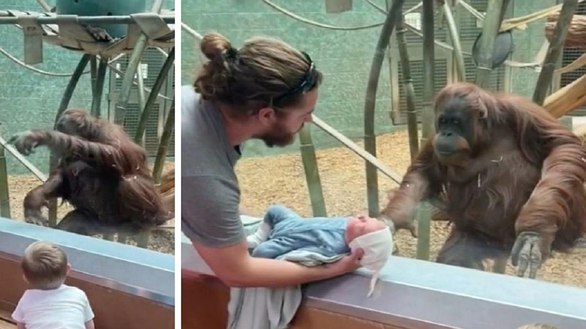 Louisville Zoo Orangutan Baby