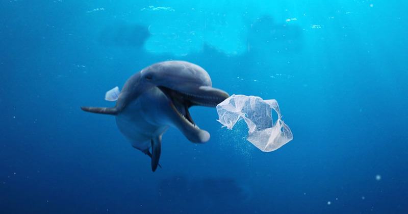 World Oceans Day: Here's what you can do to keep the ocean clean - Vo ...