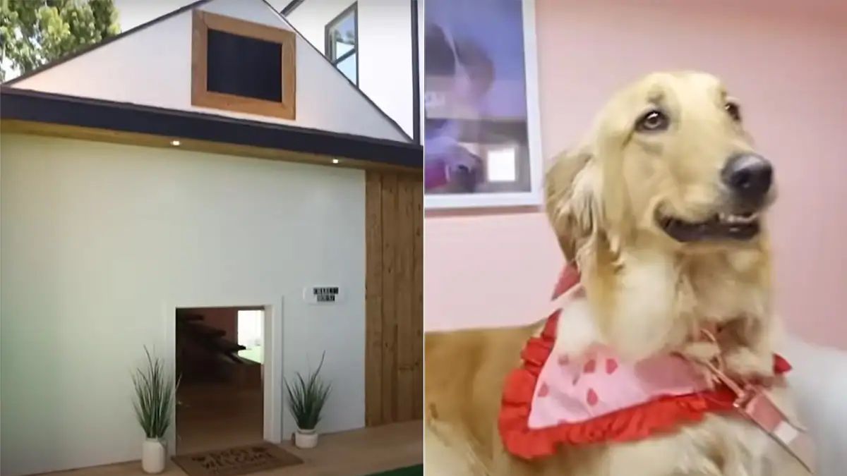 youtuber-makes-dog-house-worth-rs-16-lakh-for-his-pet-netizens-amazed