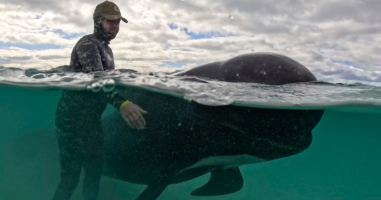 Australia Euthanizes Beached Whales After Rescue Efforts Fail