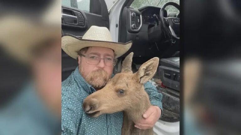 BC man fired from job after saving baby moose from black bear