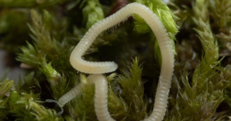 Beneath The City Lights: LA Has A New Species Of Millipede, It’s Blind, Glassy And Has 486 Legs