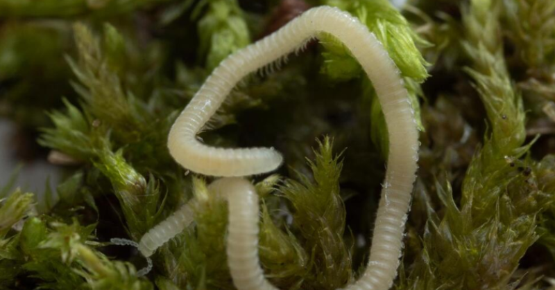 Beneath The City Lights: LA Has A New Species Of Millipede, It's Blind, Glassy And Has 486 Legs
