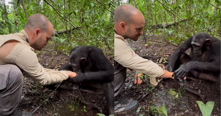 Chimpanzee Shows Remarkable Compassion, Washes Photographer’s Hands After Drinking Water