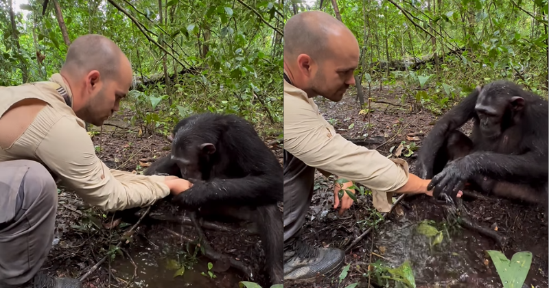 Chimpanzee Shows Remarkable Compassion, Washes Photographer's Hands After Drinking Water