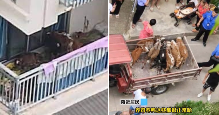 Chinese apartment owners keep seven cows on the balcony and try to raise cattle on the fifth floor