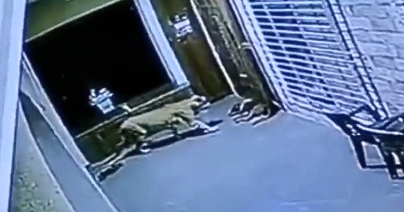 Daring Encounter: Leopard Attempts To Attack Sleeping Dog In Housing Society, See How It Unfolds
