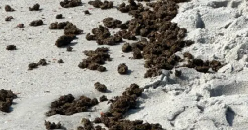 Florida Police Warn People Not to Pick Up Unusual ‘Seaweed’ After Marijuana Washes Up On Beach