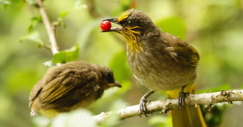Flying Solo: Birds divorce each other as promiscuity and long distances affect relationships