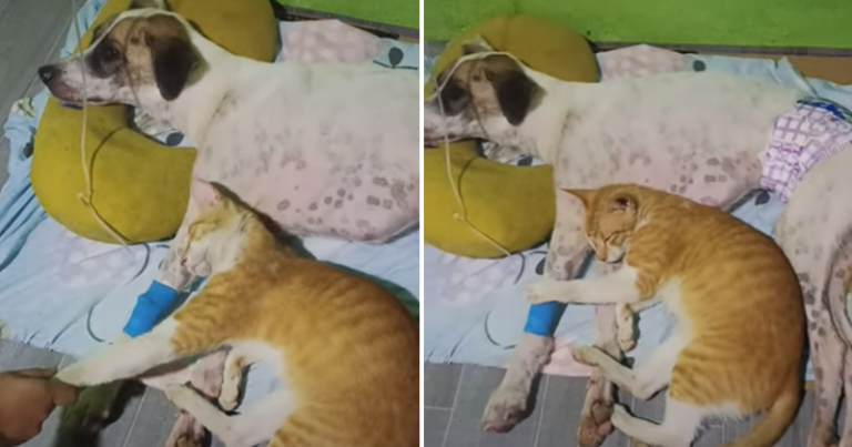 Friends for Life: Cat Refuses to Leave Sick Dog’s Side, Internet Can’t Help But Cry