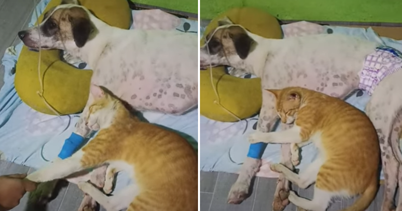 Friends for Life: Cat Refuses to Leave Sick Dog's Side, Internet Can't Help But Cry