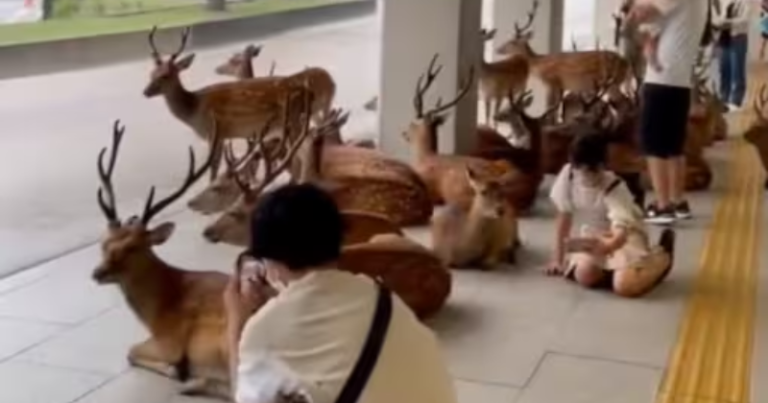 Heartwarming Encounter: Deer And Humans Seek Shelter Together On Rainy Day In Japan