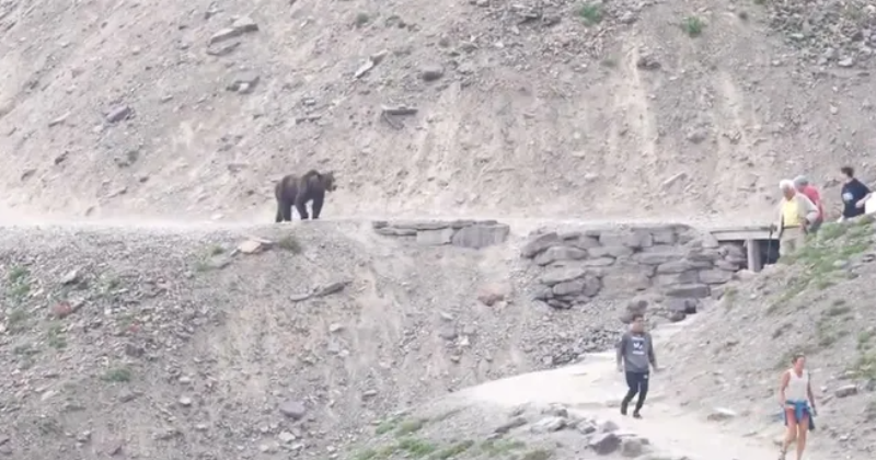 Hikers in Glacier National Park come face to face with grizzly bear and watch amazing video