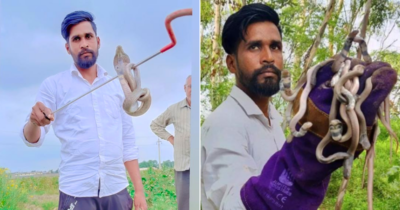 Incredible Snake Rescuer From Haryana, Bitten 9 Times, Rescues Reptiles For Free