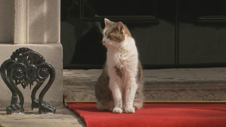 LOOK: Larry the cat removed from the Downing Street red carpet