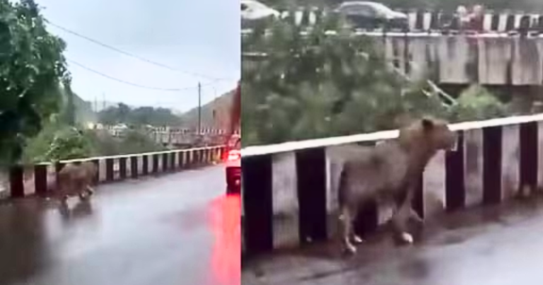 Lion’s Urban Adventure: Nonchalantly walking down a busy street