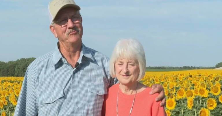 Love In Full Bloom: US Farmer Plants 1.2 Million Sunflowers To Surprise Wife For 50th Anniversary