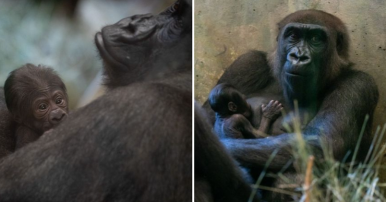 ‘Male’ gorilla surprises everyone by giving birth to a girl