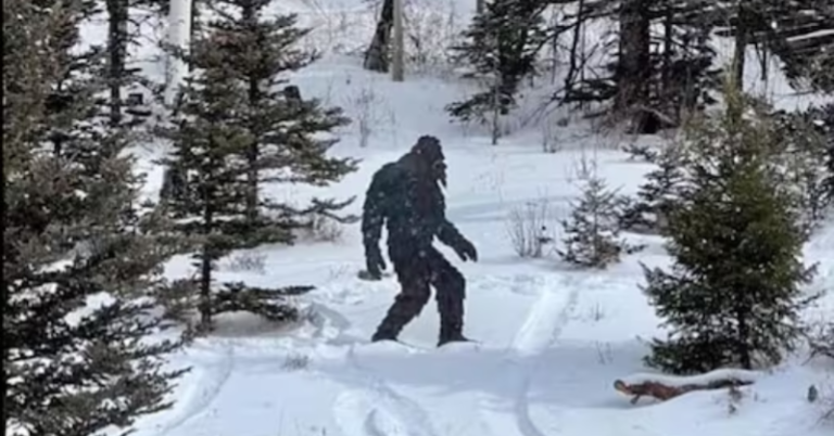 Mysterious drone video reveals an enigmatic furry creature wandering through the woods, internet buzzes with Bigfoot speculation